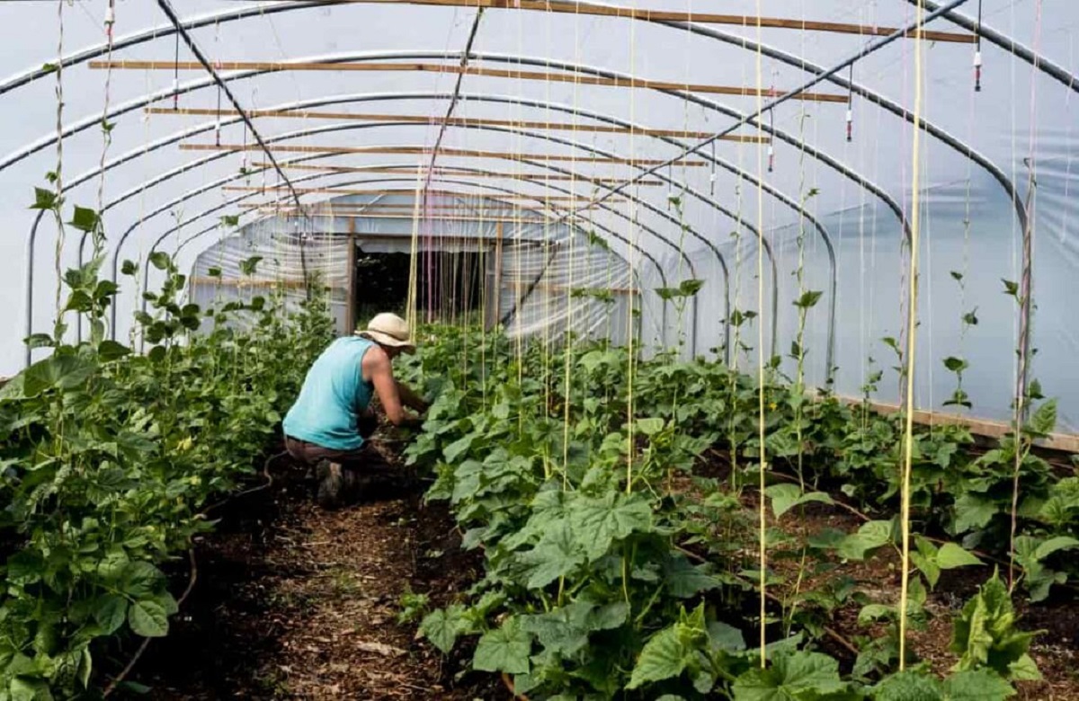 इस तकनीक से खेती करने पर मिलेगी बंपर पैदावार, दोगुनी हो जाएगी रकम, यहां की सरकार दे रही 95% सब्सिडी