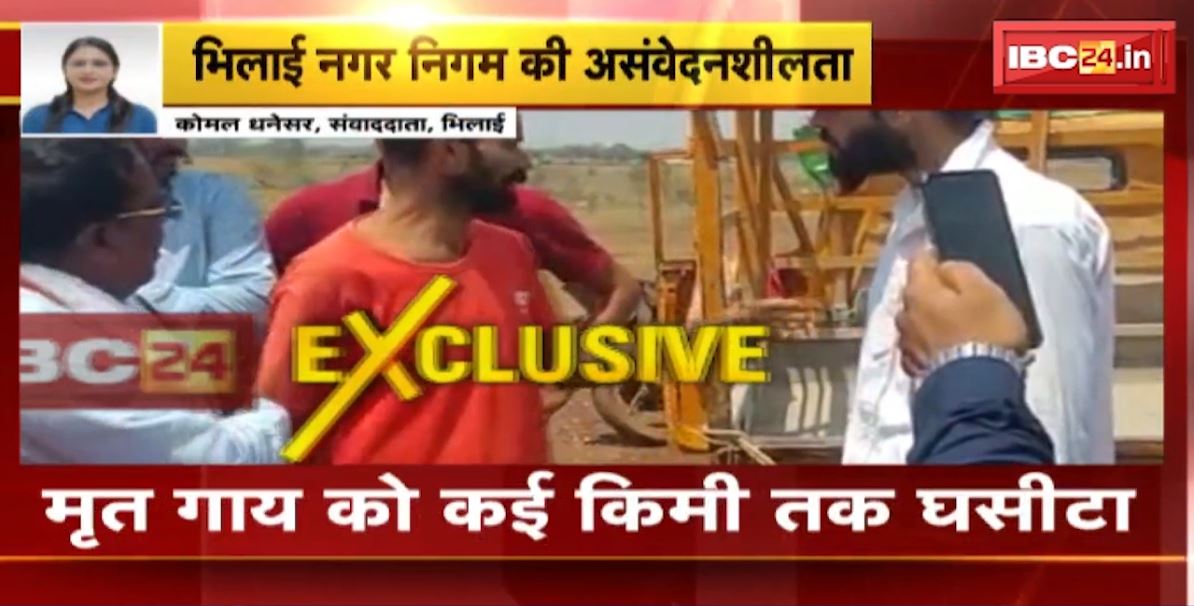 भिलाई नगर निगम की असंवेदनशीलता। मृत गाय को कई किमी तक घसीटा