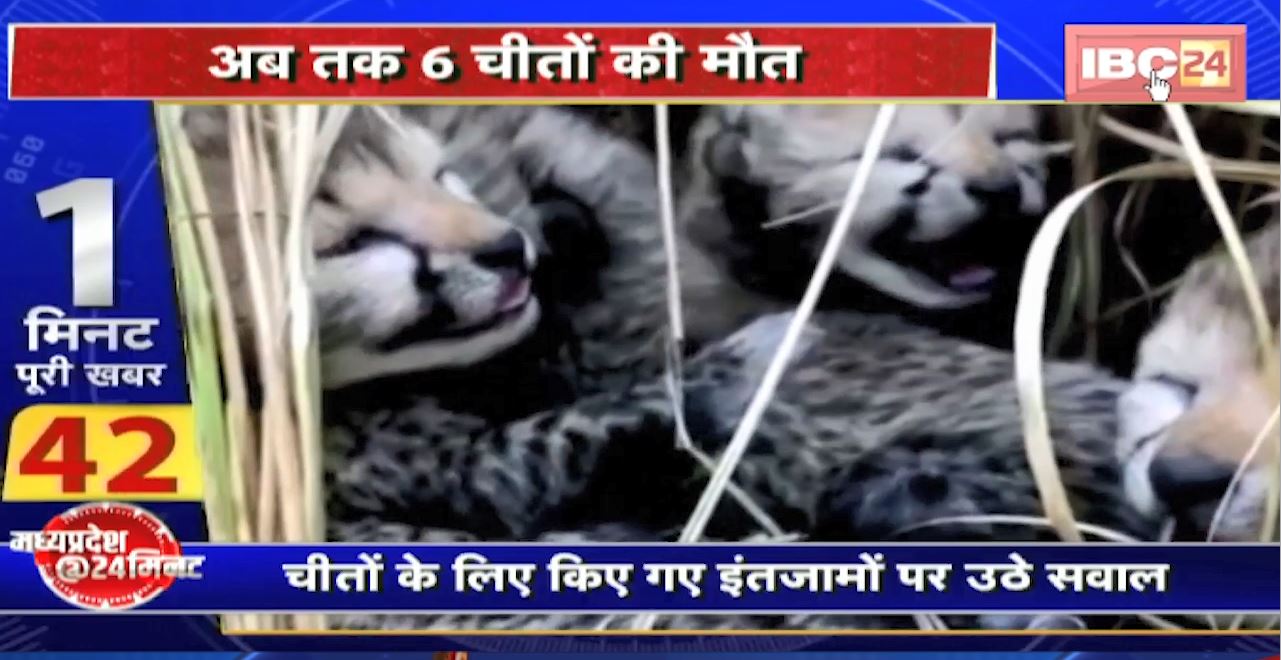 Kuno National Park: बीते 2 महीने में 3 शावकों समेत 6 चीतों की मौत। चीतों के लिए किए गए इंतजामों पर उठे सवाल