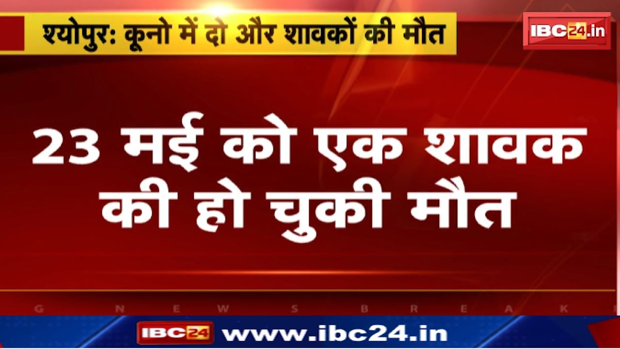 Kuno National Park : कूनो नेशनल पार्क में मादा चीता ज्वाला के दो शावकों की मौत… क्या भीषण गर्मी है वजह?