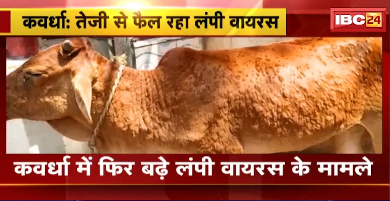 एक बार फिर तेजी से फैलने लगा लंपी वायरस। कवर्धा में लंपी वायरस की चपेट में 200 से ज्यादा मवेशी
