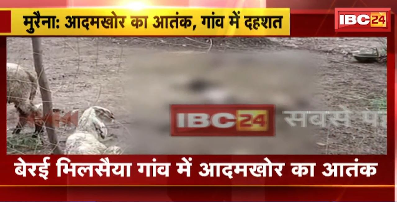 मुरैना के बेरई भिलसैया गांव में आदमखोर का आतंक। जंगली जानवर के हमले में 30 भेड़ों की मौत