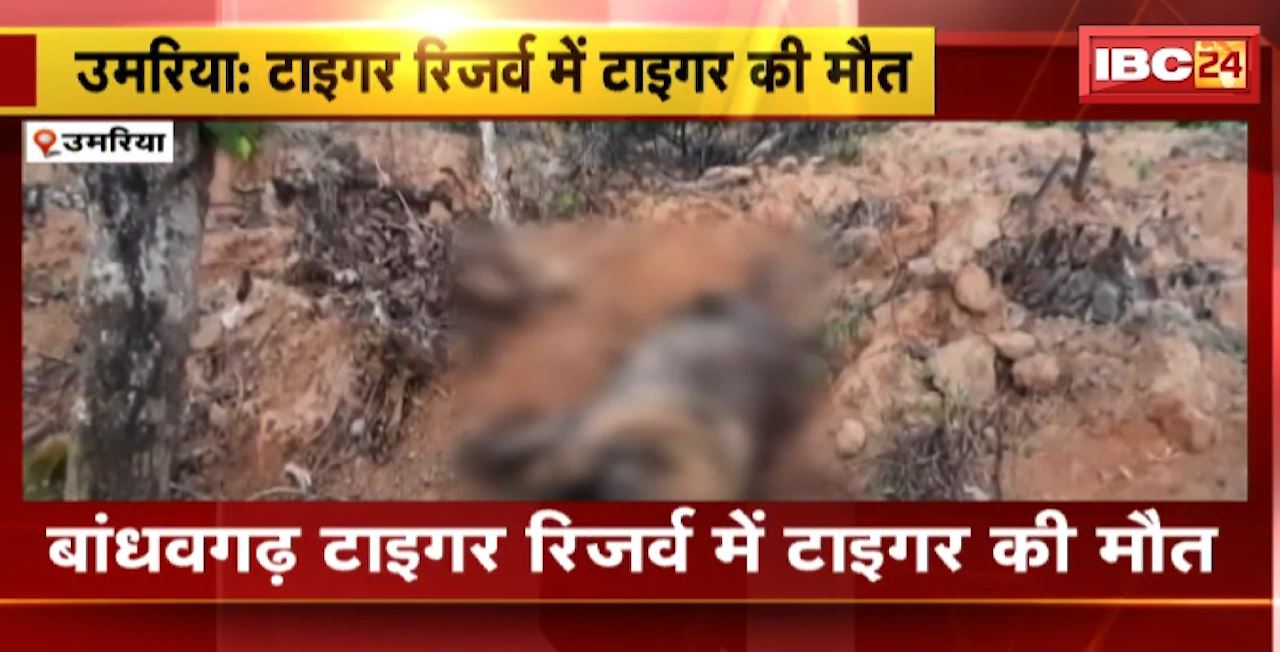 बांधवगढ़ टाइगर रिजर्व में टाइगर की मौत। आपसी संघर्ष में हुई टाइगर की मौत : प्रबंधन