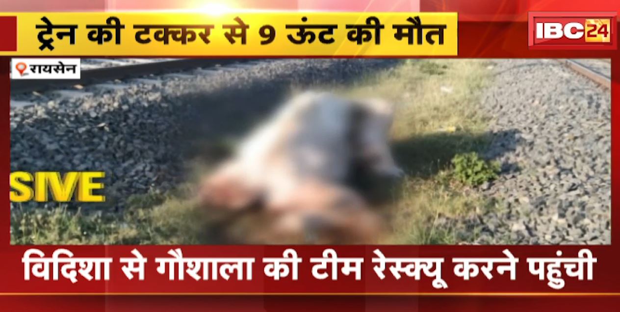 Raisen में Train की टक्कर से 9 ऊंट की मौत | Railway Police ने गौशाला की टीम को रेस्क्यू करने से रोका