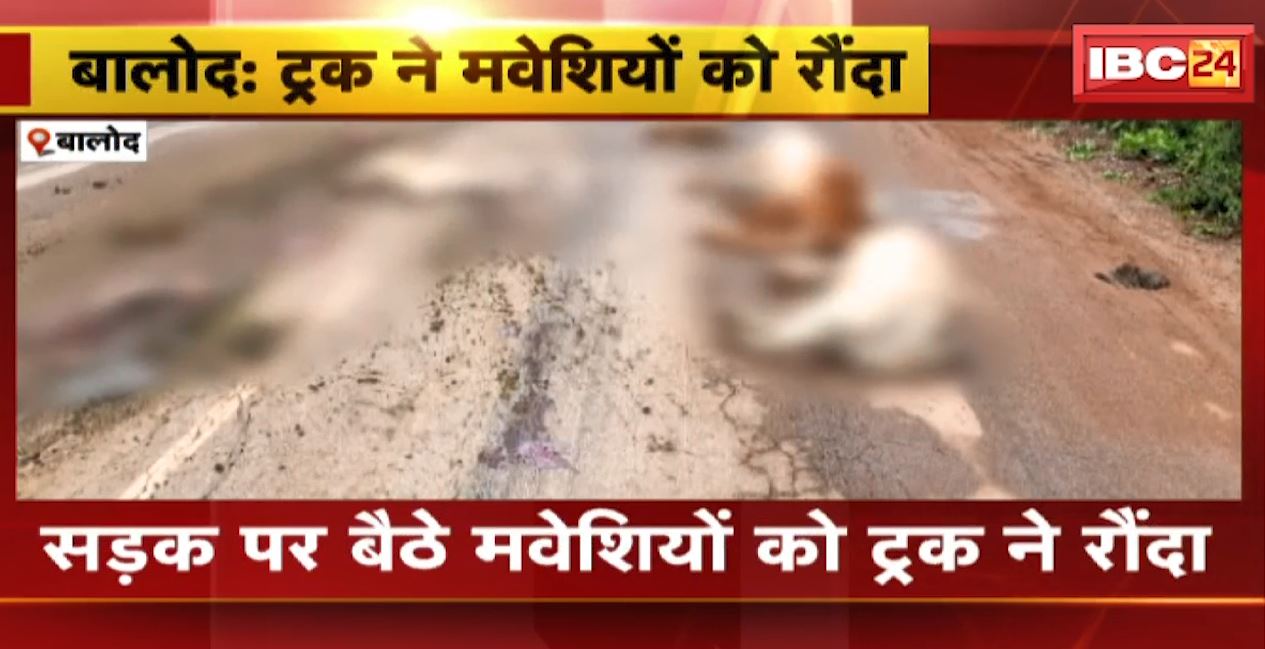बालोद में सड़क पर बैठे मवेशियों को ट्रक ने रौंदा। हादसे में कई मवेशियों की मौत। देखिए..