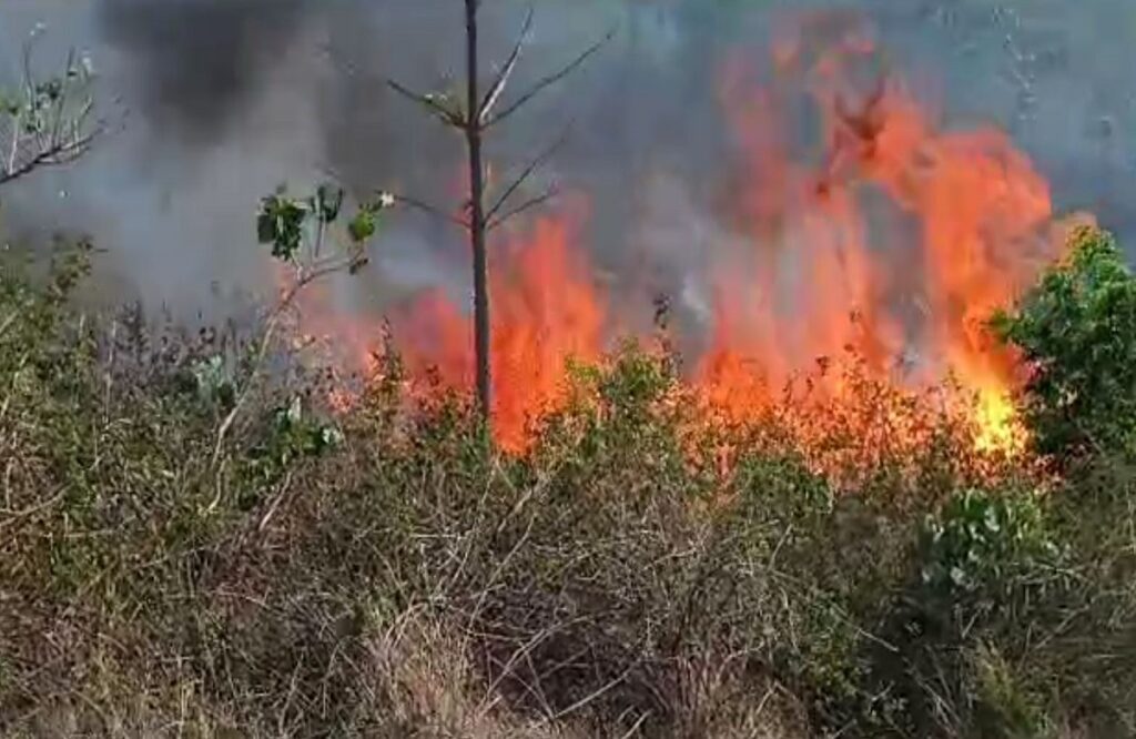 Fierce fire broke out in the forest of Darhora village of Pratappur forest area