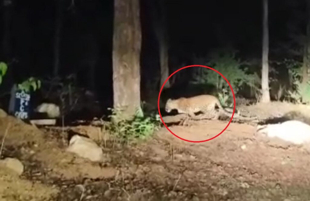 Kawardha News: Tiger seen near Banjari temple in Ghanikhunta Ghat