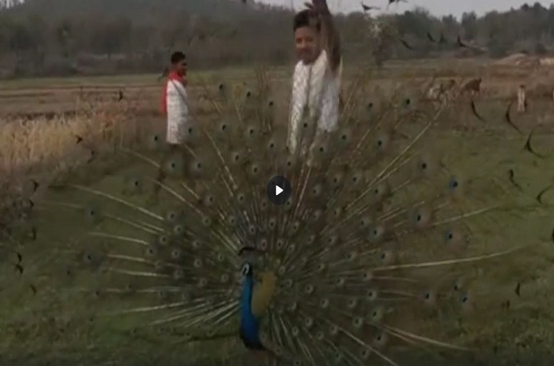 Peacock danced by spreading beautiful wings