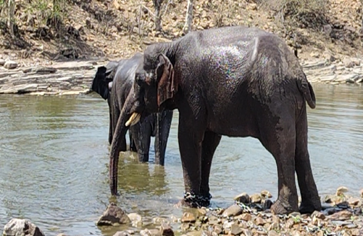 भीषण गर्मी के बीच पानी में मस्ती कर रहे थे हाथी, वायरल वीडियो ने जीता लोगों का दिल
