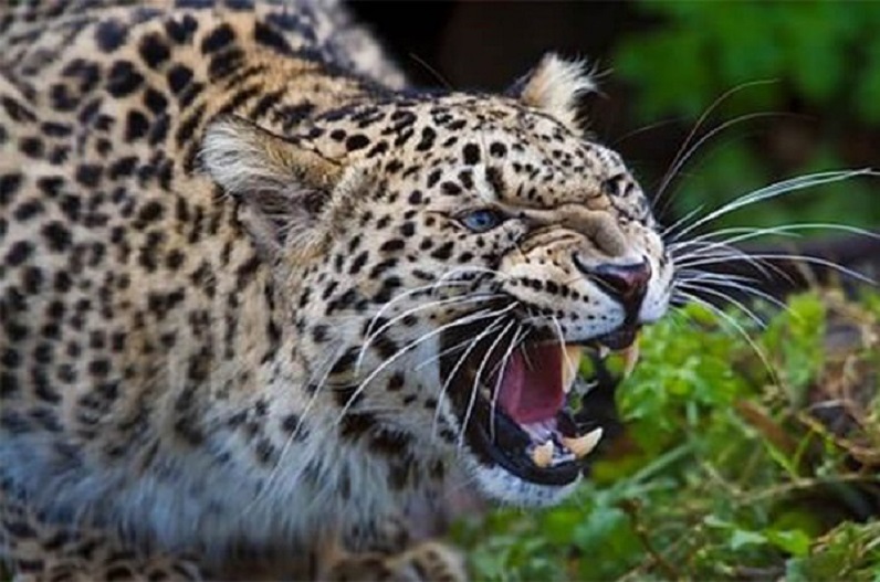 Gariyaband news: महिला पर हमला कर ये अंग काट खाया तेंदुआ, इलाके में फैली सनसनी