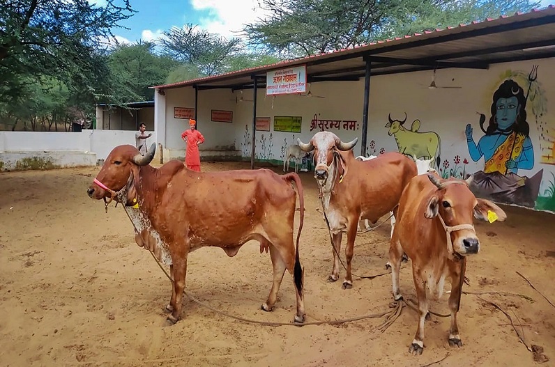 More than 200 cattle were affected by the lumpy virus in Kawardha