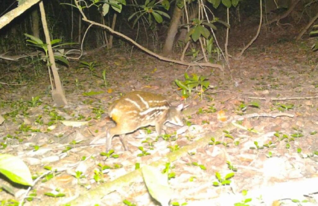 Kanger Ghati National Park