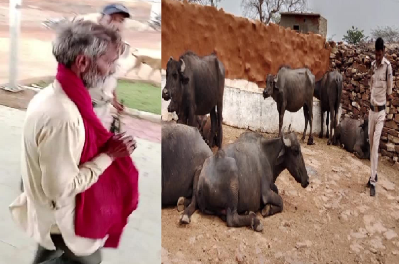 The thug took 9 buffaloes along with lakhs of rupees in the name of marriage