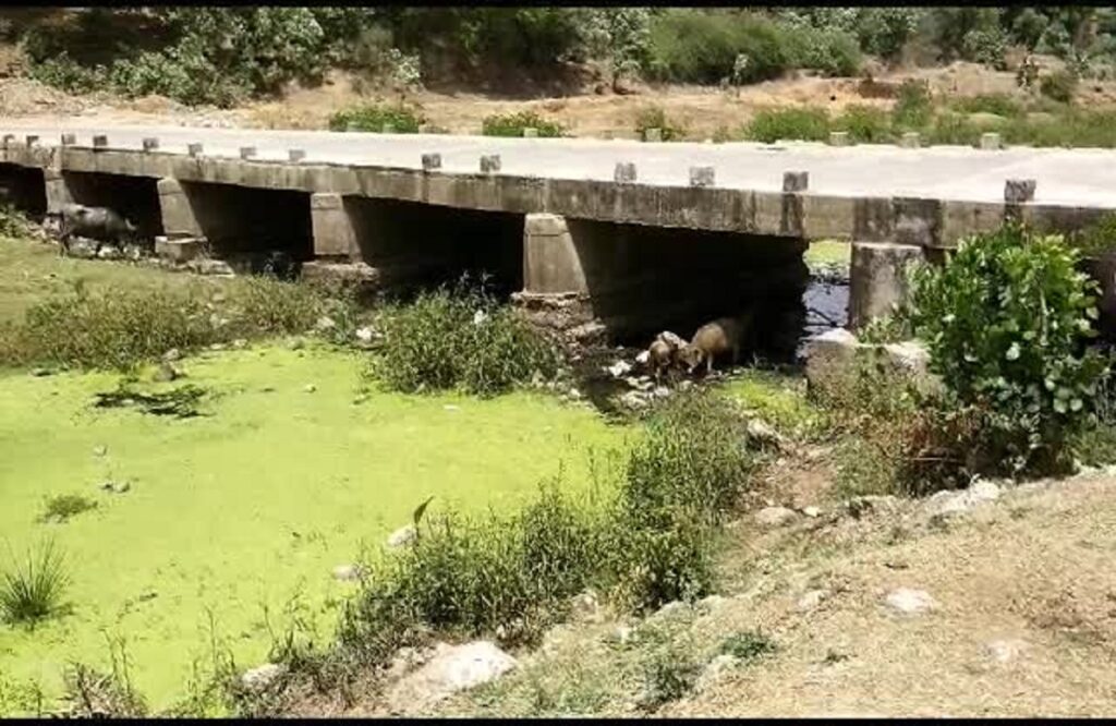 Jeevandayani Hasiya Nadi completely polluted