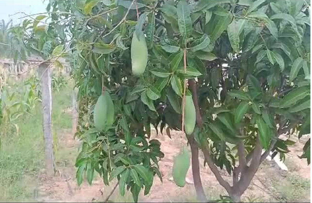 RTD Rajendra Gupta's mango orchard in Chhattisgarh has 50 varieties of mangoes