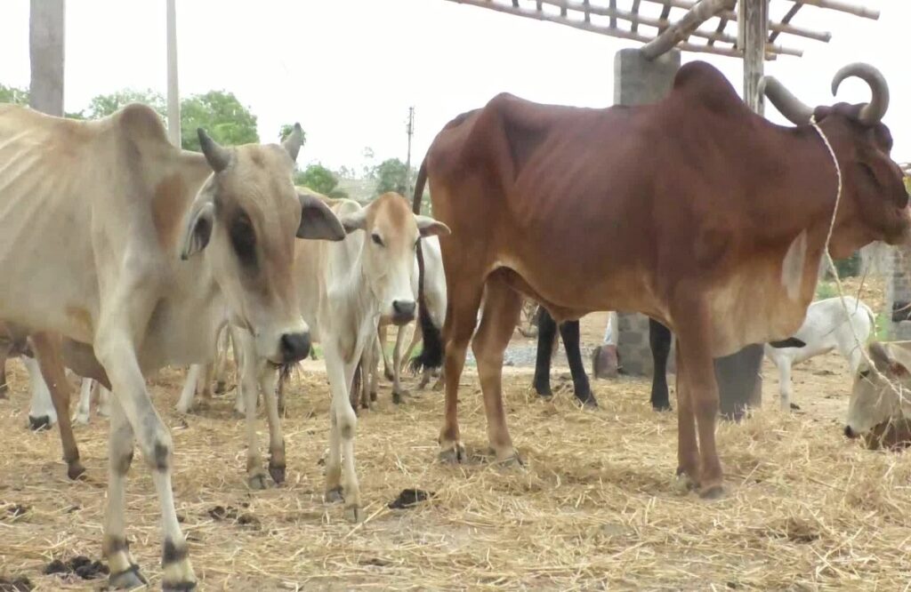 Three cattle died in Bhatchaura Gauthan due to clutter