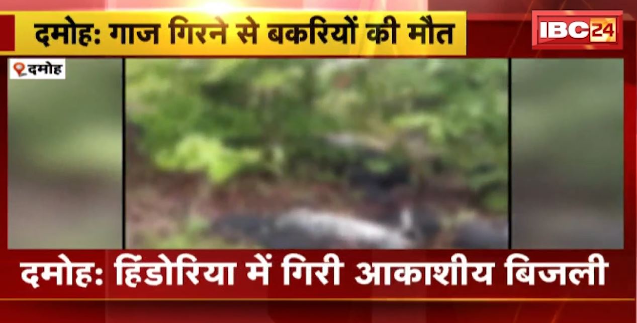 Damoh के हिंडोरिया में गिरी आकाशीय बिजली | गाज गिरने से 36 बकरियों की मौत