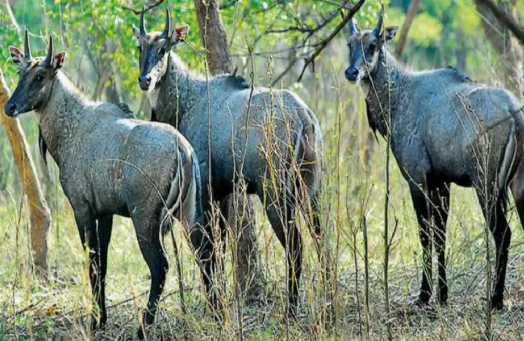 Experts from Africa will catch Nilgai