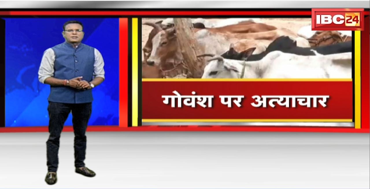 धमतरी में गोवंश पर अत्याचार। नियमों को ताक पर रखकर मवेशियों की खरीद-बिक्री। पास के जंगल में फेंके जा रहे मवेशियों के शव