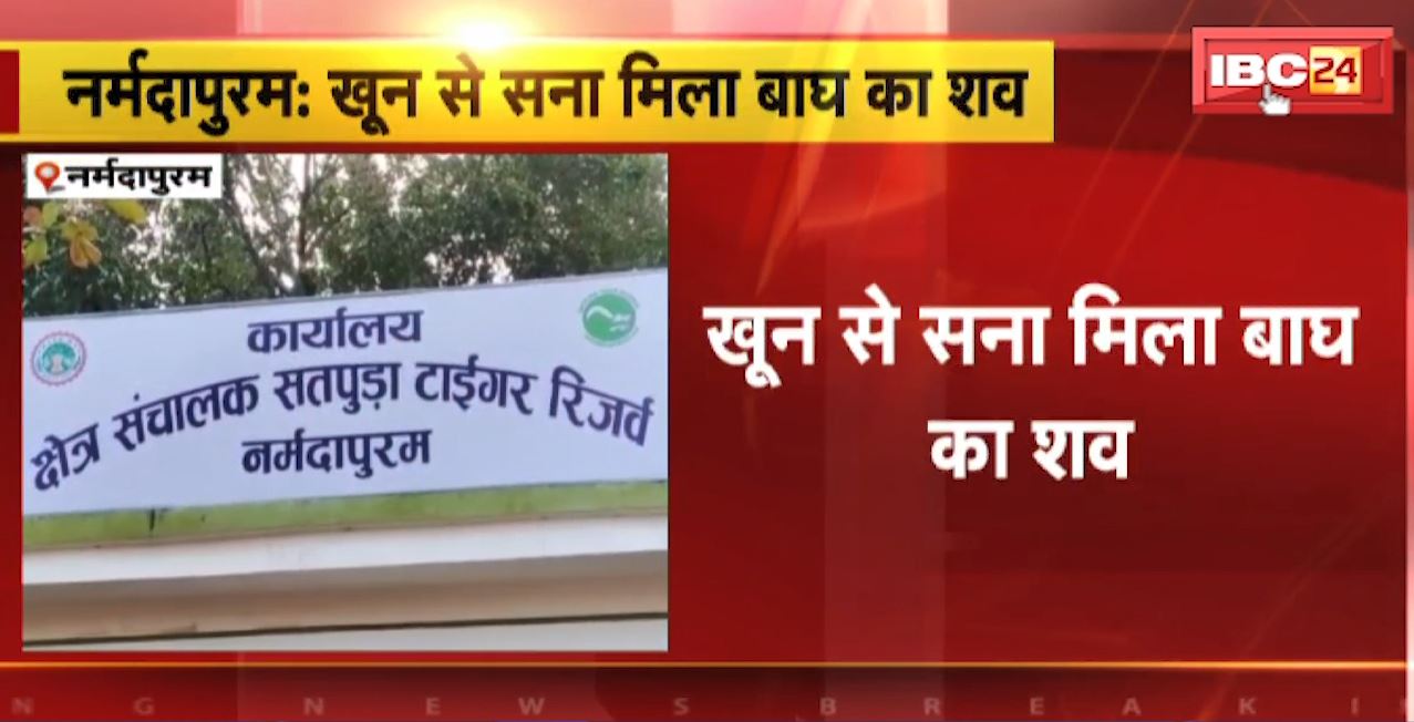नर्मदापुरम में खून से सना मिला बाघ का शव। सतपुड़ा टाइगर रिजर्व का मामला। टाइगर रिजर्व प्रबंधन में मचा हड़कंप