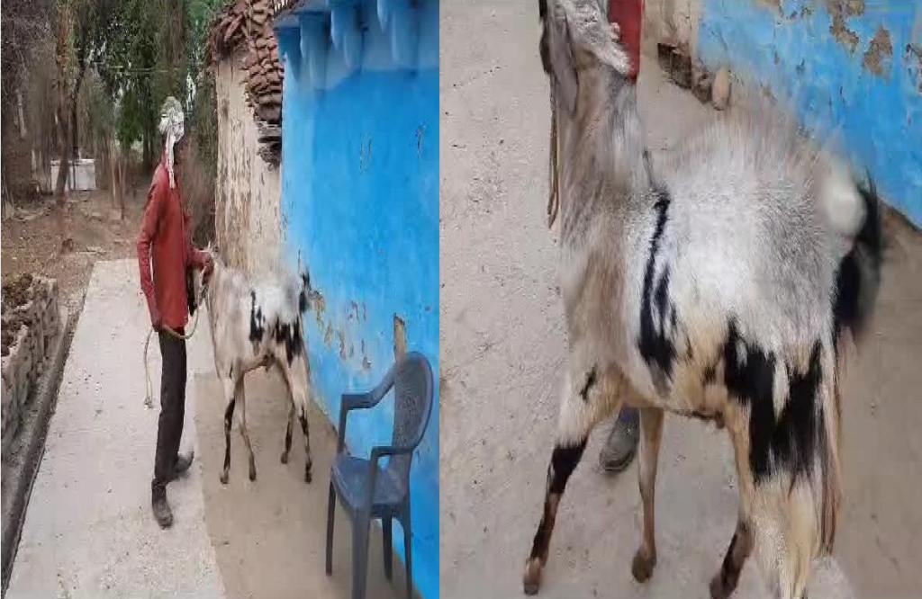 Chand wala bakra came in limelight before Bakrid festival 2023
