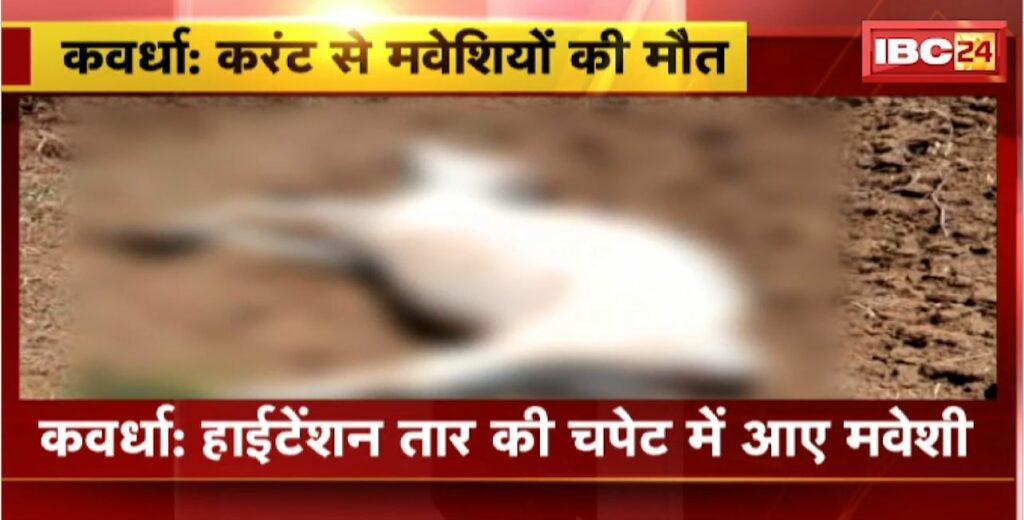 Cattle death in Kawardha
