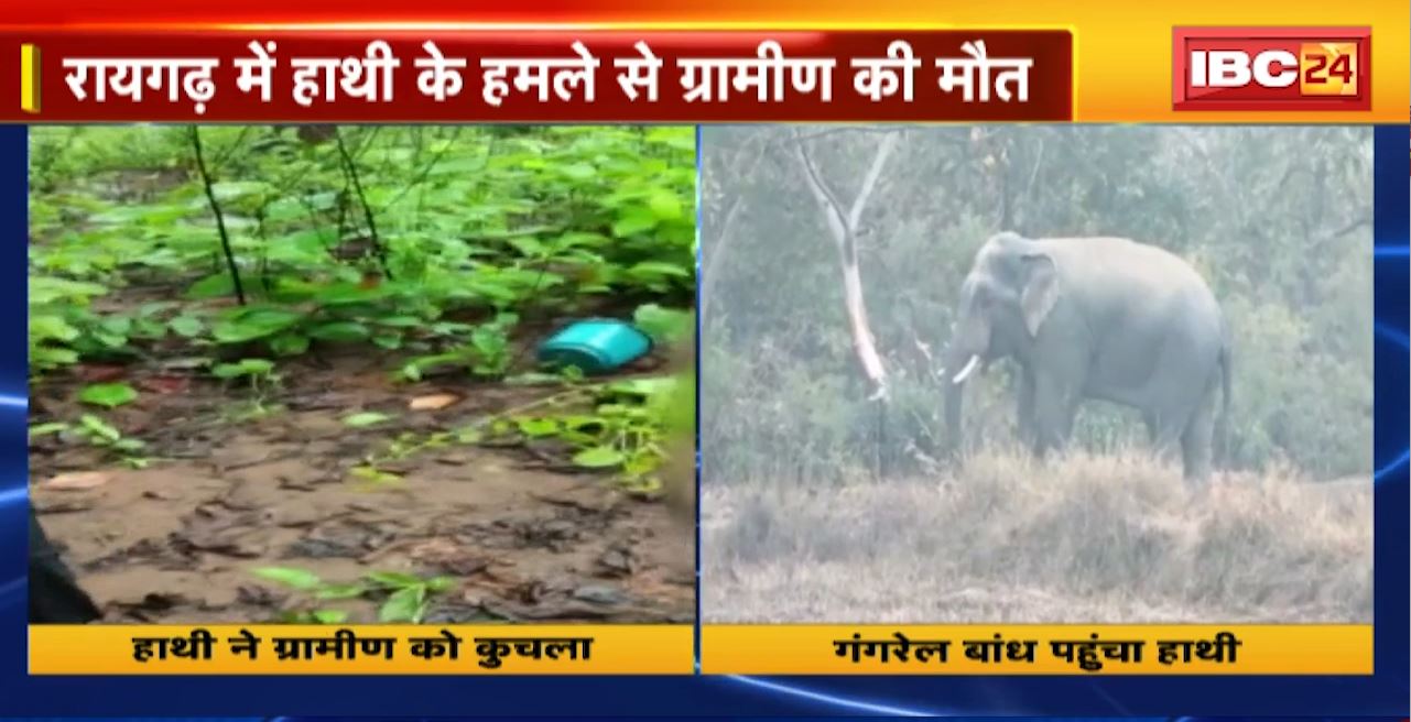Chhattisgarh Elephant News : Raigarh में हाथी के हमले से ग्रामीण की मौत। हाथियों की दस्तक से दहशत