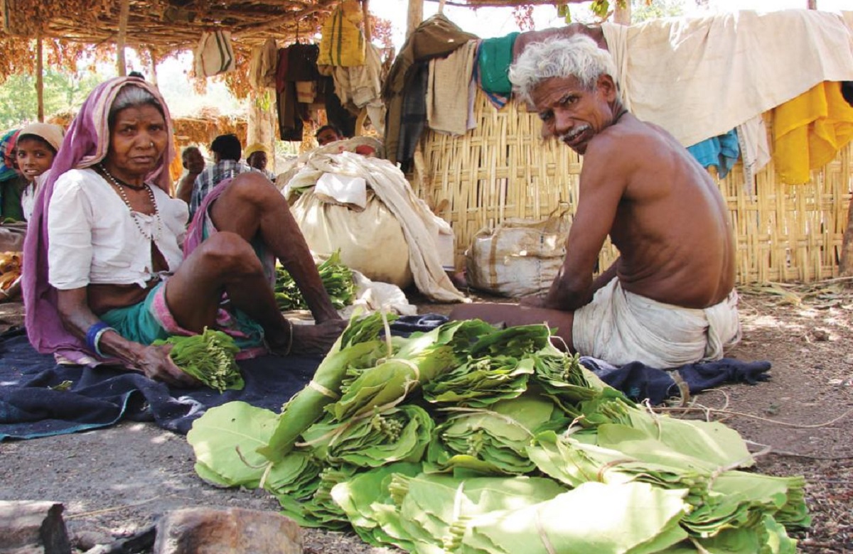 CG News: वनवासी आदिवासियों को मिला आजीविका का मजबूत साधन, सरकार के प्रयासों से खुशमय बना जीवन
