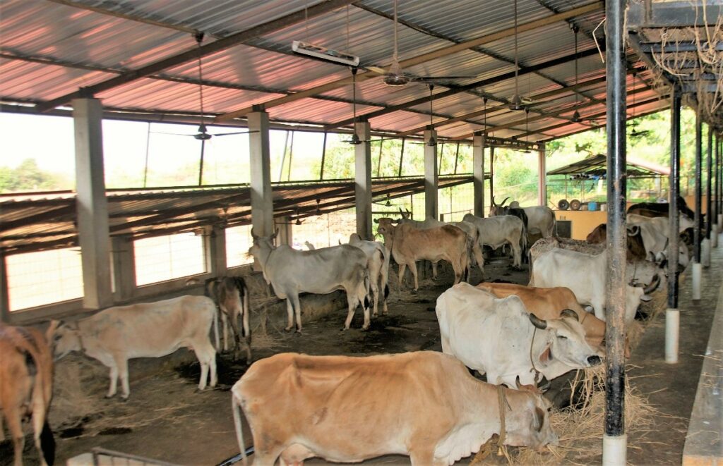 Govt Permit cow slaughter