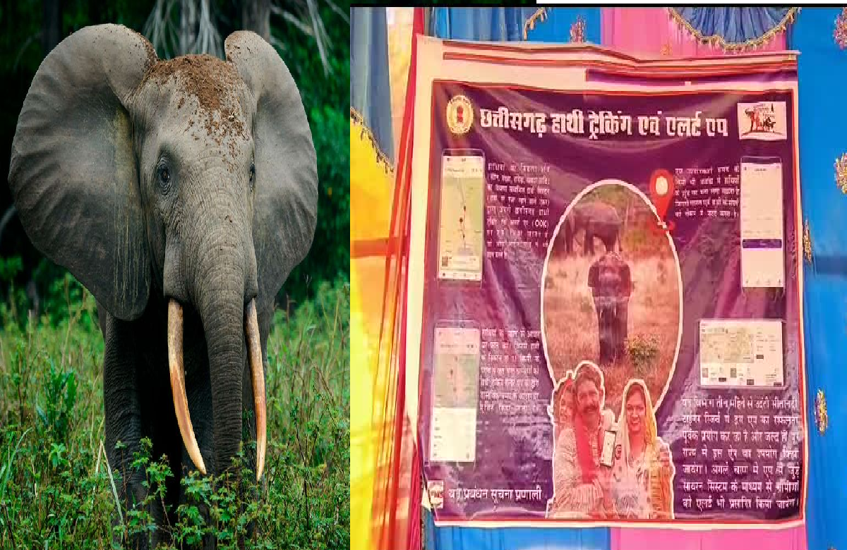 Elephant Alert App: छत्तीसगढ़ में लॉन्च हुआ एलीफेंट अलर्ट ऐप, जानिए कैसे करेगा काम