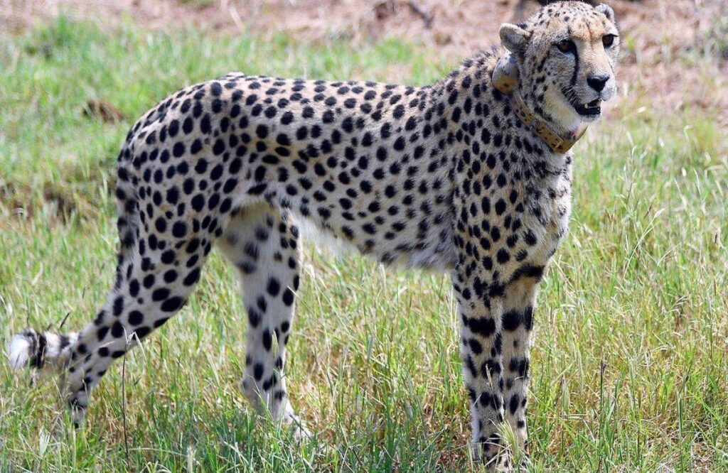 ID worn around female cheetah Nirva's neck poses threat of death