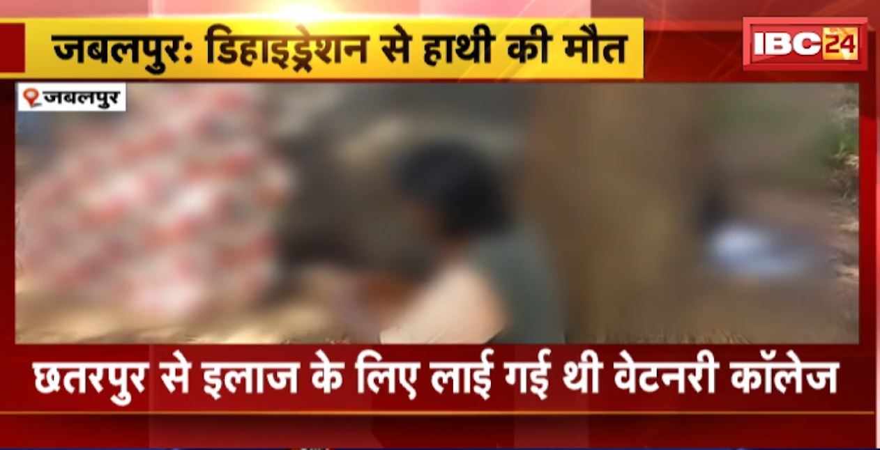 जबलपुर में डिहाइड्रेशन से मादा हाथी चंचल की मौत। हाथी ने इलाज के दौरान तोड़ा दम