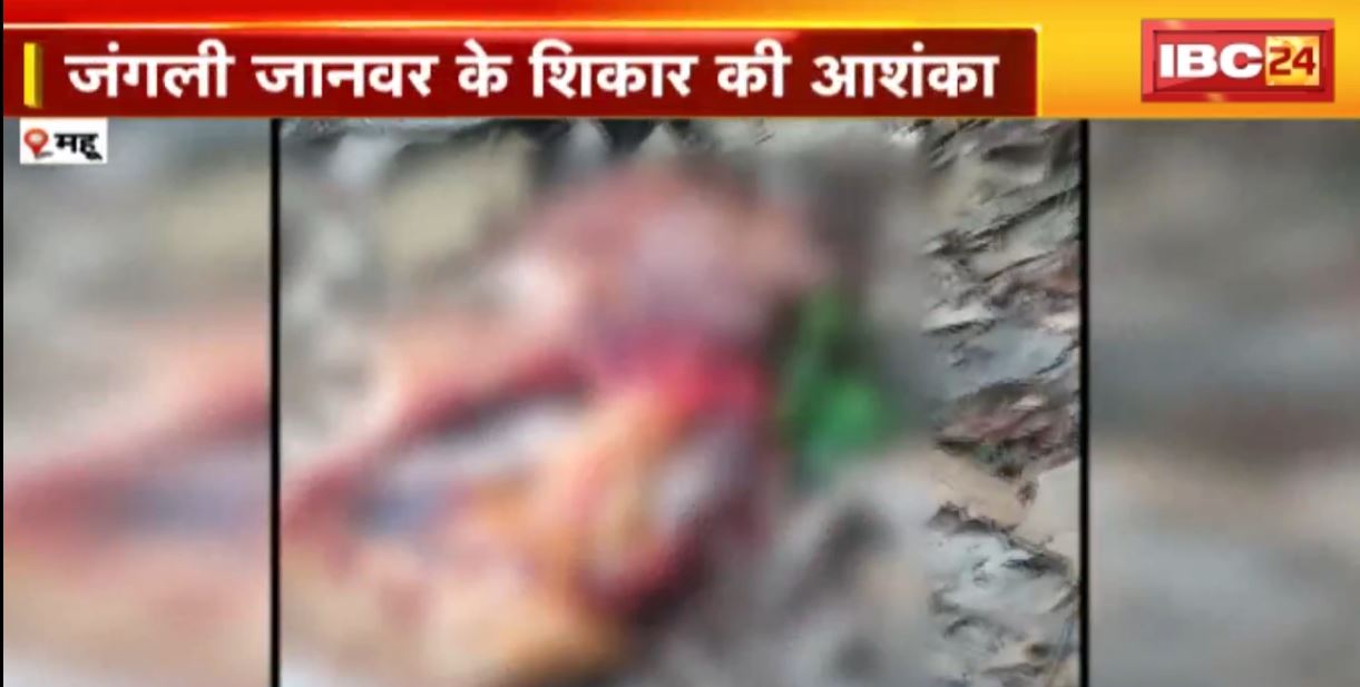 जंगल में मिली बुजुर्ग का शव। जंगली जानवर के शिकार की आशंका। वन विभाग की टीम कर रही सर्चिंग
