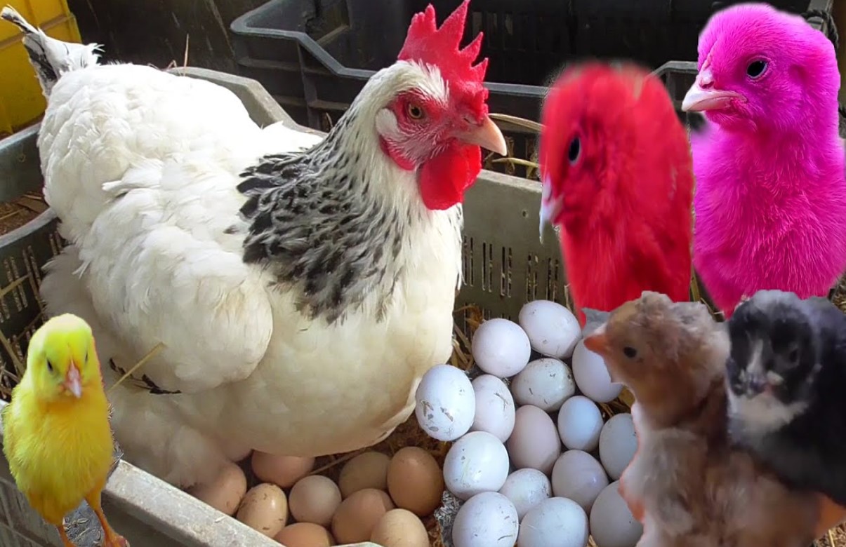 पहले मुर्गी आई या अंडा आया? अब तक नहीं मिला इस सवाल का जवाब, तो जरूर पढ़ें ये खबर, शोधकर्ताओं ने निकाल लिया हल