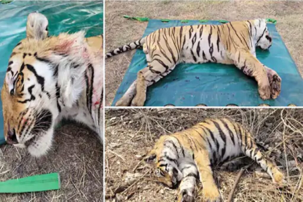 Narmadapuram Me Mila Dead Tiger