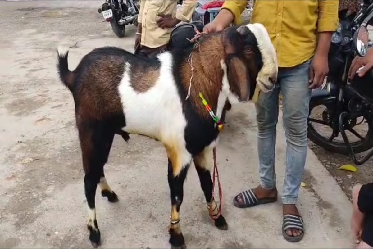 कुर्बानी से पहले पुलिस हिरासत में पहुंचा बकरा, अपराध कुछ नहीं फिर भी शिकंजे में, जानिए क्या है पूरा माजरा