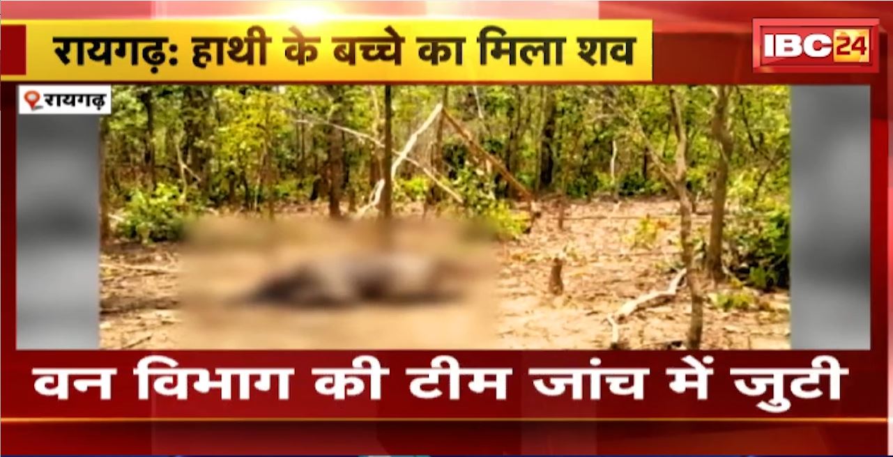 Raigarh News : धरमजयगढ़ वन मंडल में मिला हाथी के बच्चे का शव। वन विभाग की टीम जांच में जुटी