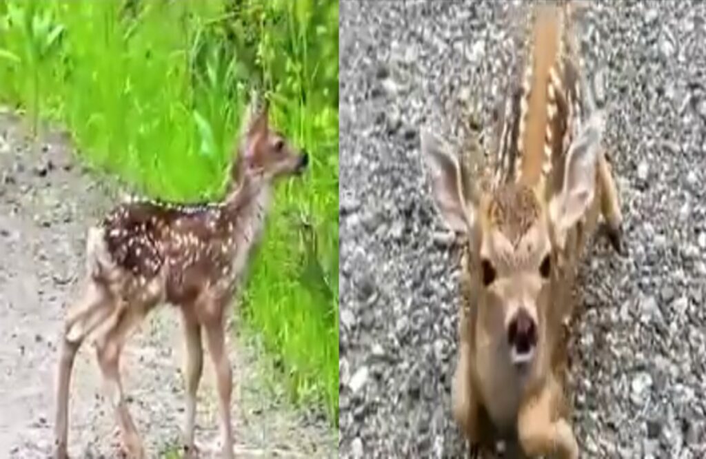 Saving deer viral video