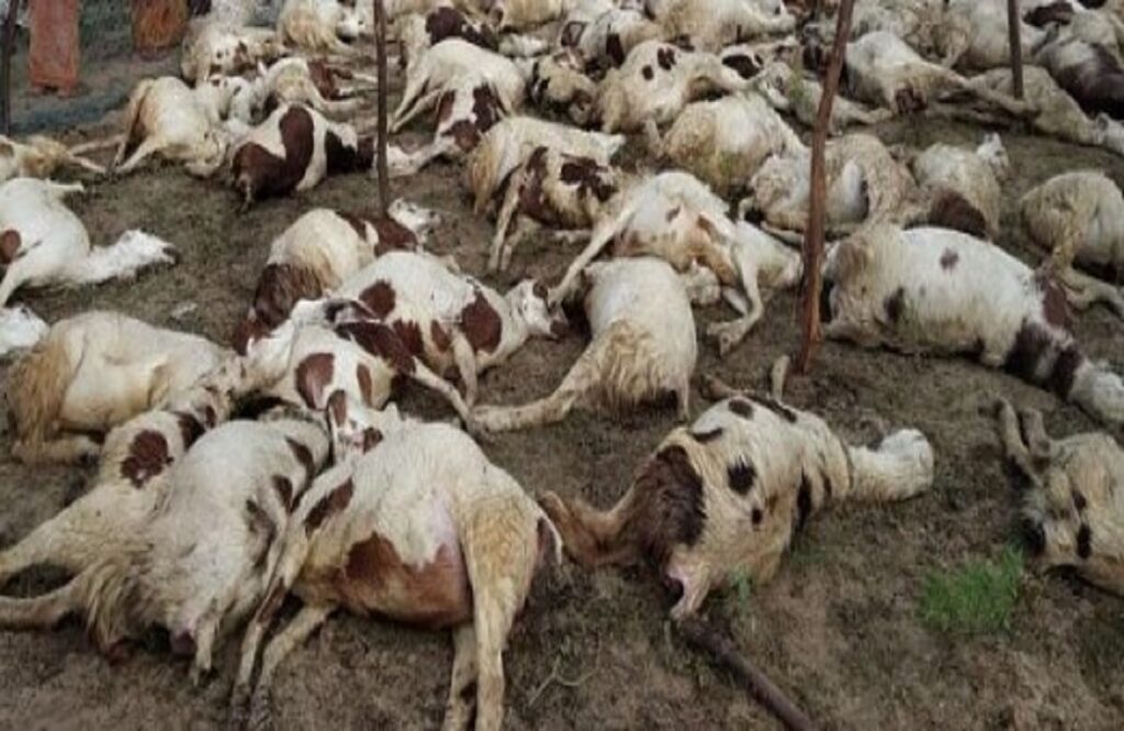 Lightning killed 56 goats and 30 sheep