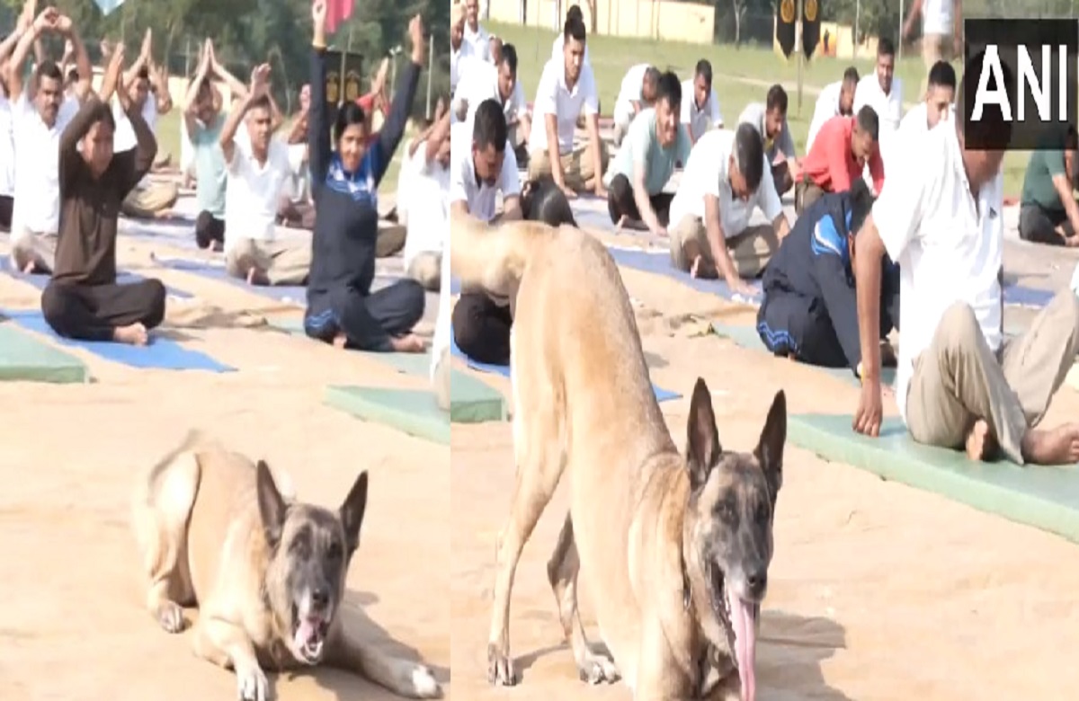 Dog member also celebrated Yoga Day with ITBP jawans