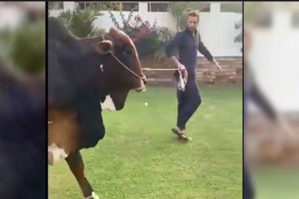 Shaheed Afridi's bull worth 4 crores Pakistan is poor