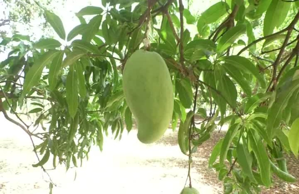 Noorjahan Mango: ये है फलों की महारानी ‘नूरजहां’, एक फल की कीमत सुनकर उड़ जाएंगे आपके भी होश