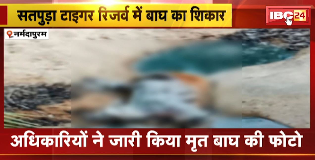 Narmadapuram : बाघ की मौत मामले में बड़ा खुलासा | 26 जून को मृत मिले बाघ का हुआ था शिकार
