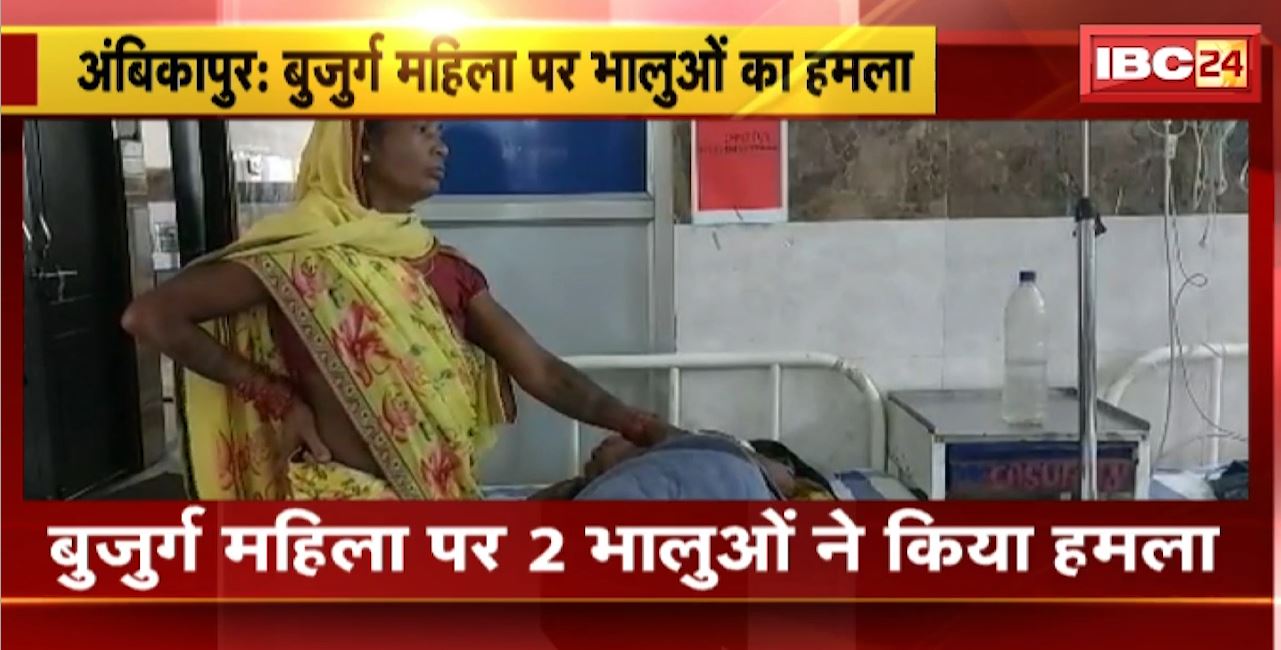अंबिकापुर में बुजुर्ग महिला पर 2 भालुओं ने किया हमला। घायल महिला को अस्पताल में किया गया भर्ती