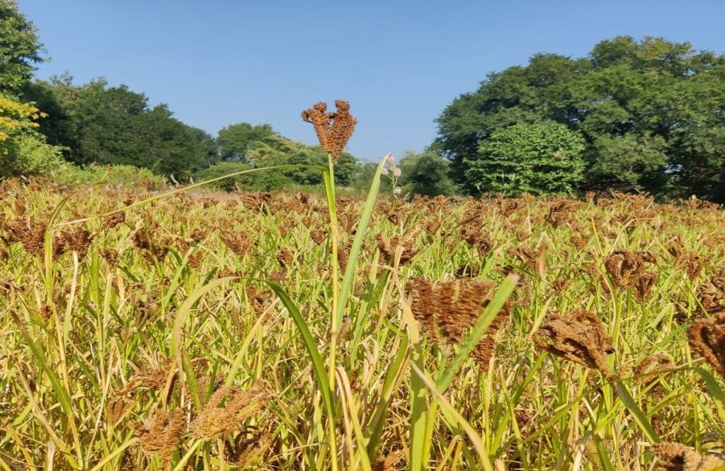 Chhattisgarh is the only state in the country where millets are being bought at the support price