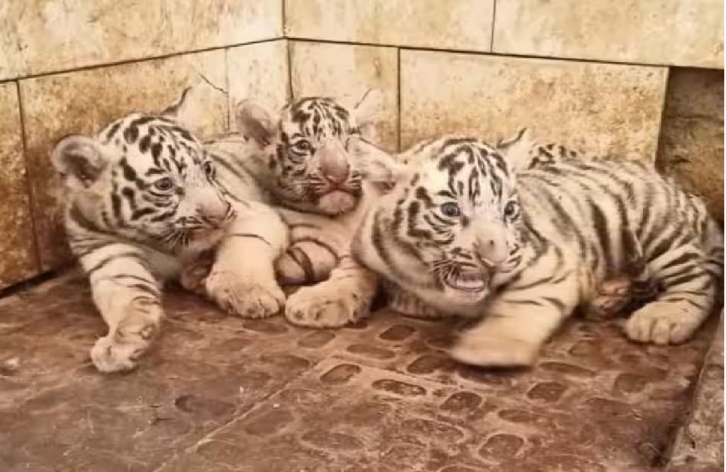 White Tigress Raksha gave birth to 3 cubs in Maitri Bagh Zoo