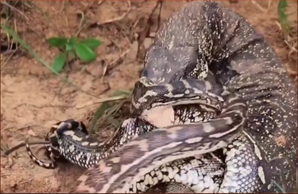python and komodo dragon fight video viral