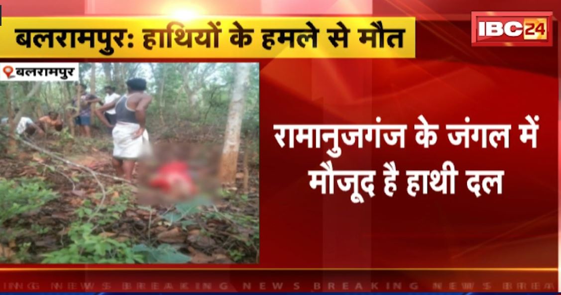 बलरामपुर में हाथियों का उत्पात जारी। बकरी चराने गए बुजुर्ग की हाथी के हमले से मौत। देखिए..