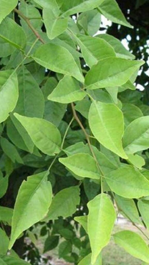 जब बात भगवान शिव की सबसे प्रिय चीजों की आती है तो उसमें सबसे पहले बेलपत्र का नाम आता है।