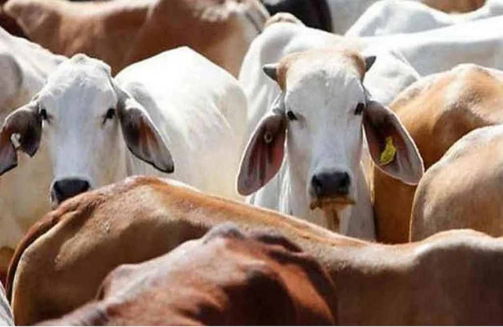 Politics on demand for donation for cow protection in Jabalpur